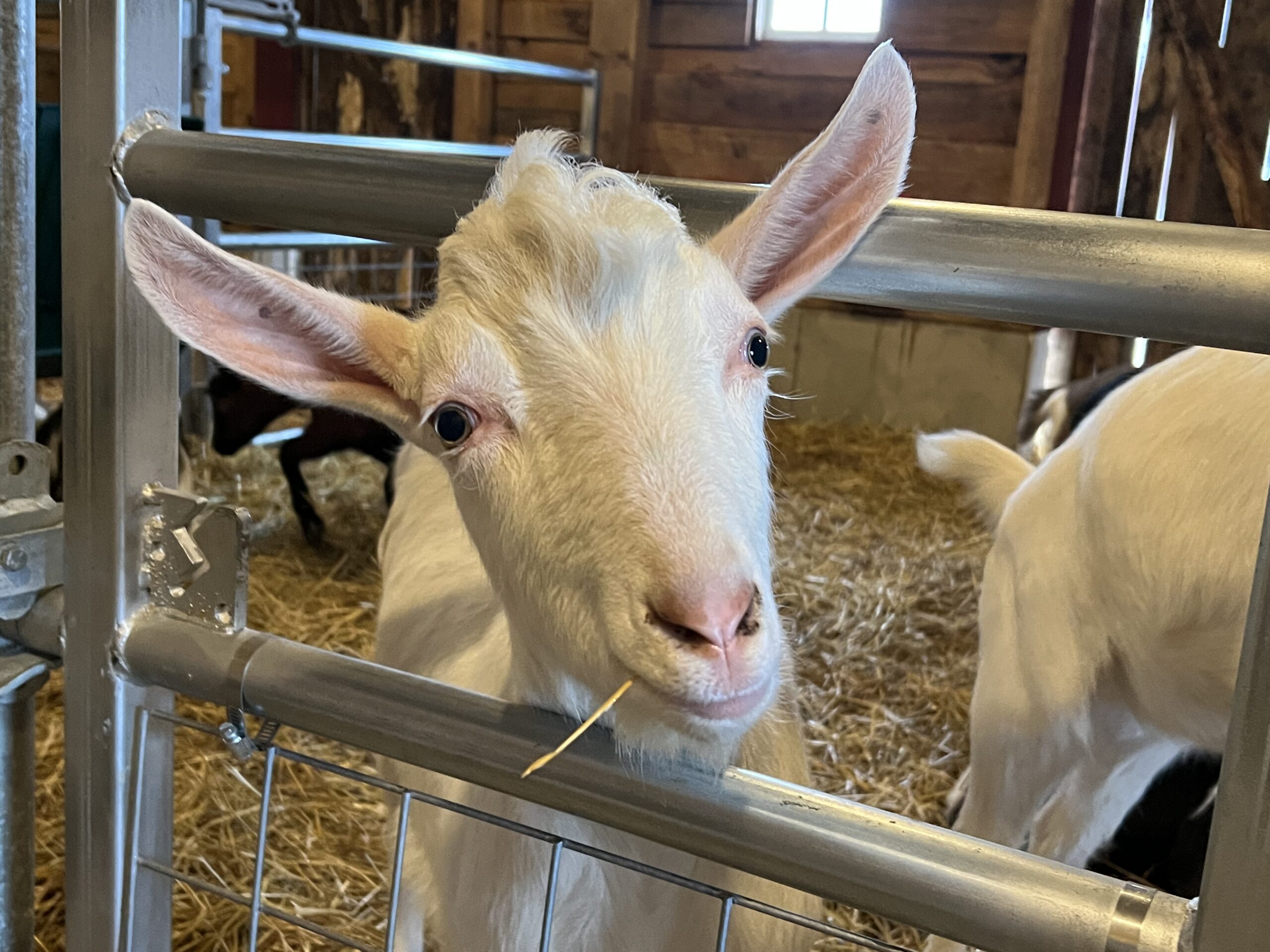 goat at critter barn